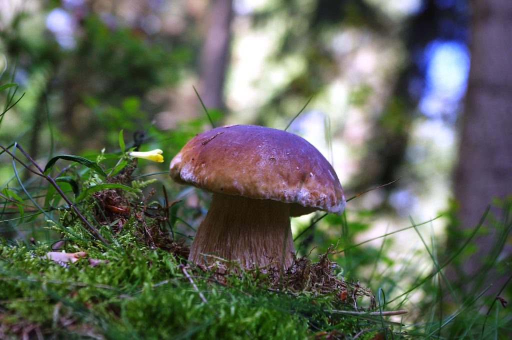 En karljohansvamp som växer i mossa. Den har vit fot och brun hatt.