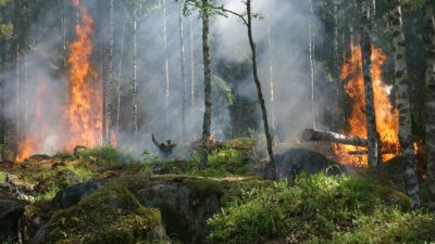 En skog som brinner
