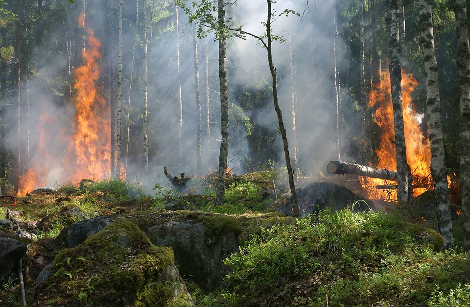 En skog som brinner