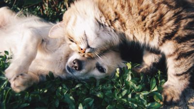 En hund och en katt som gosar.